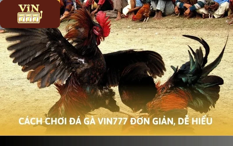 Cách chơi đá gà Vin777 đơn giản, dễ hiểu