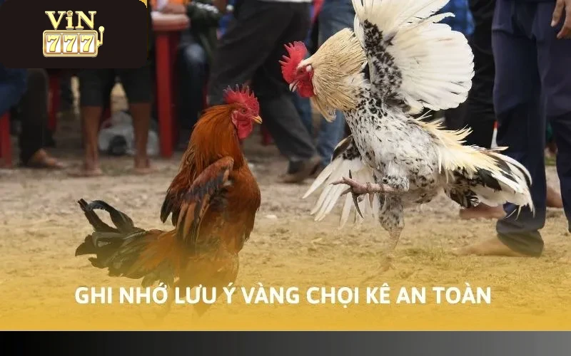 Ghi nhớ lưu ý vàng chọi kê an toàn