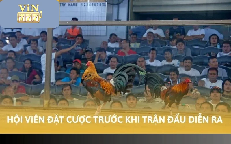 Hội viên đặt cược trước khi trận đấu diễn ra